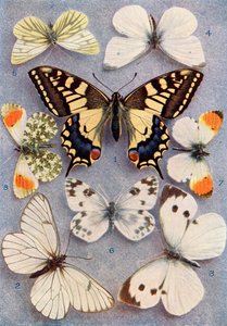 Diferentes tipos de mariposas, ilustración del libro Mariposas, polillas y otros insectos y criaturas del campo, publicado en 1927